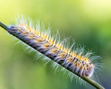 Quand lutter contre les chenilles processionnaires du pin ? Quand lutter contre les chenilles processionnaires du pin ?