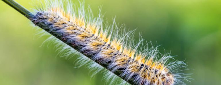 Quand lutter contre les chenilles processionnaires du pin ? Quand lutter contre les chenilles processionnaires du pin ?
